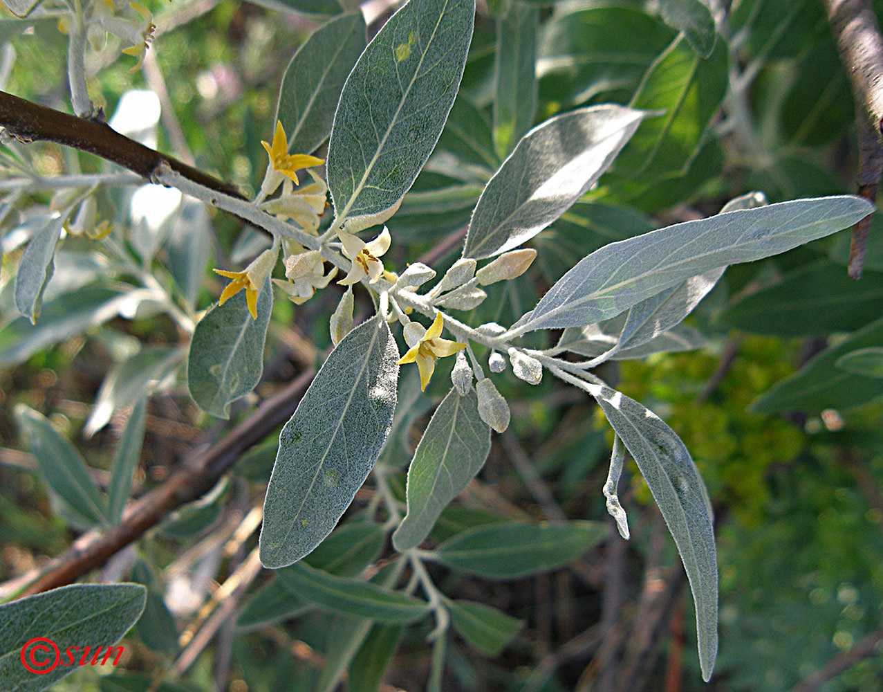 Изображение особи Elaeagnus angustifolia.