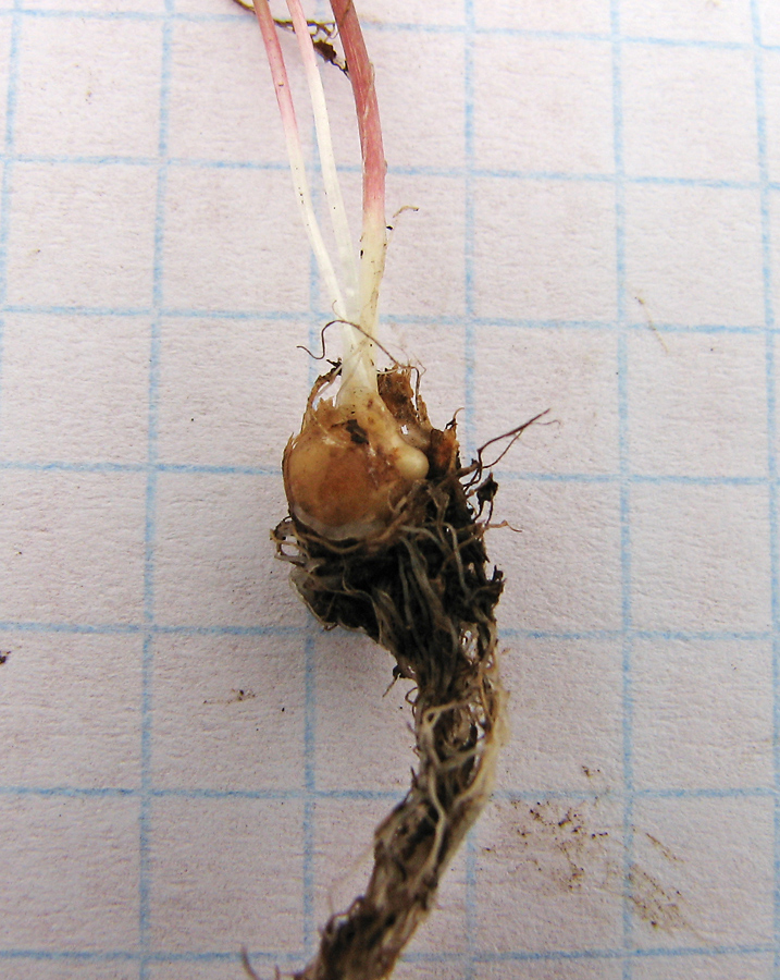 Image of Gagea bohemica specimen.