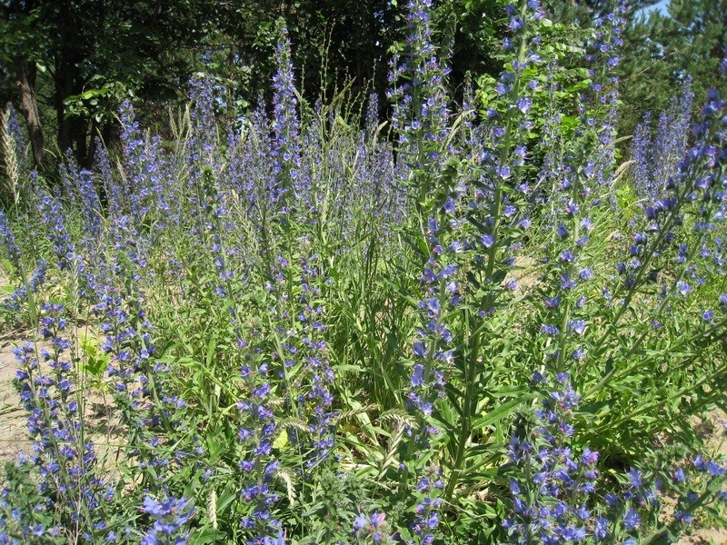 Изображение особи Echium vulgare.