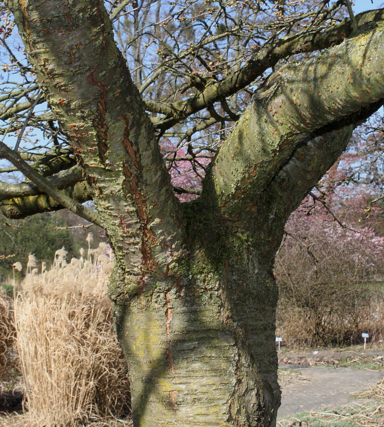 Изображение особи Prunus serrulata.