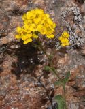 Aurinia saxatilis. Верхняя часть побега с соцветием. Украина, г. Запорожье, о-в Хортица. 05.04.2014.