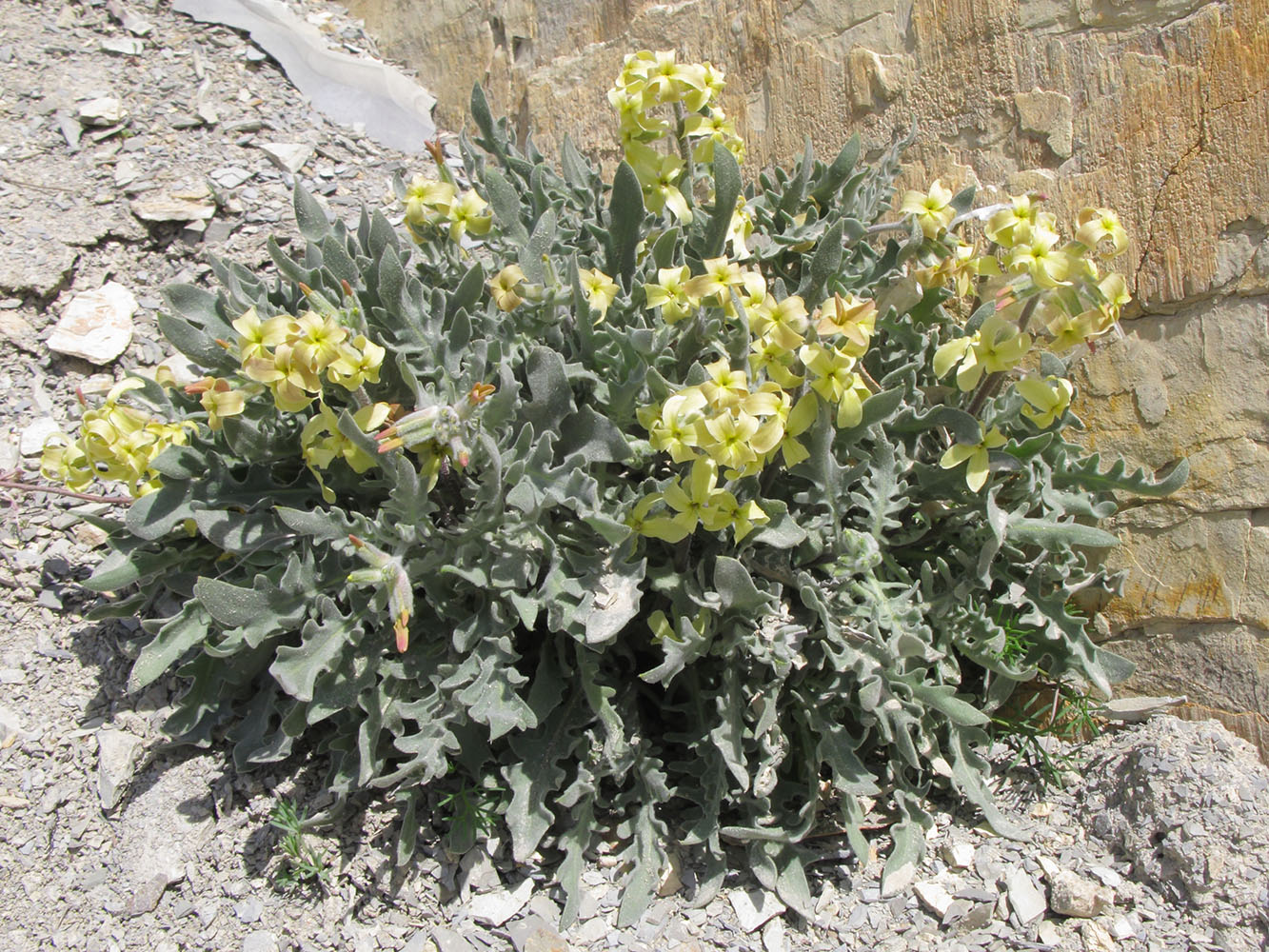 Изображение особи Matthiola odoratissima.