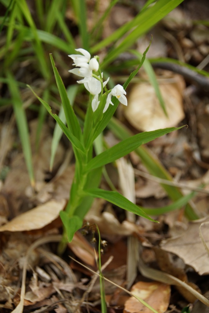 Изображение особи Cephalanthera longifolia.