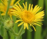 Inula britannica