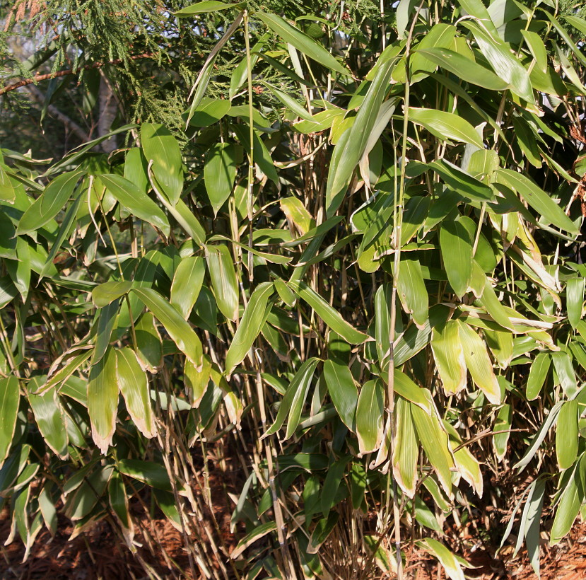 Image of Sasa palmata specimen.