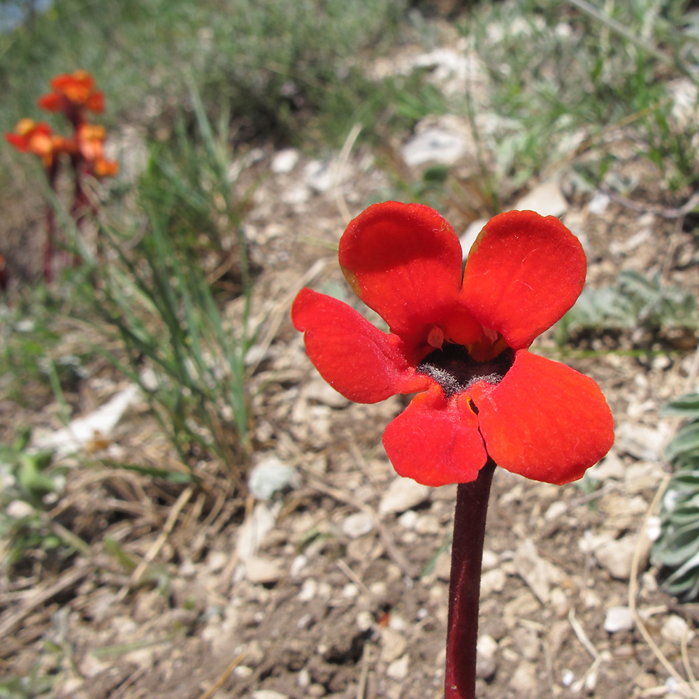 Изображение особи Phelypaea coccinea.