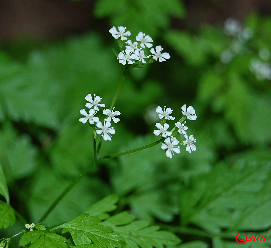 Изображение особи Anthriscus cerefolium.