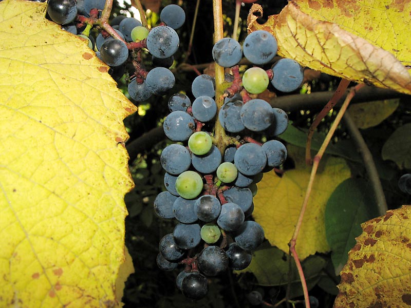 Image of Vitis amurensis specimen.