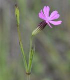 Silene tenuiflora