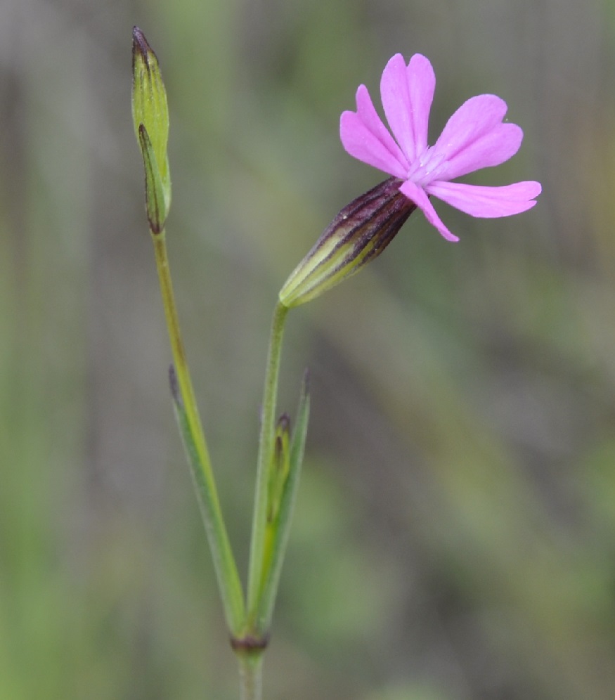 Изображение особи Silene tenuiflora.