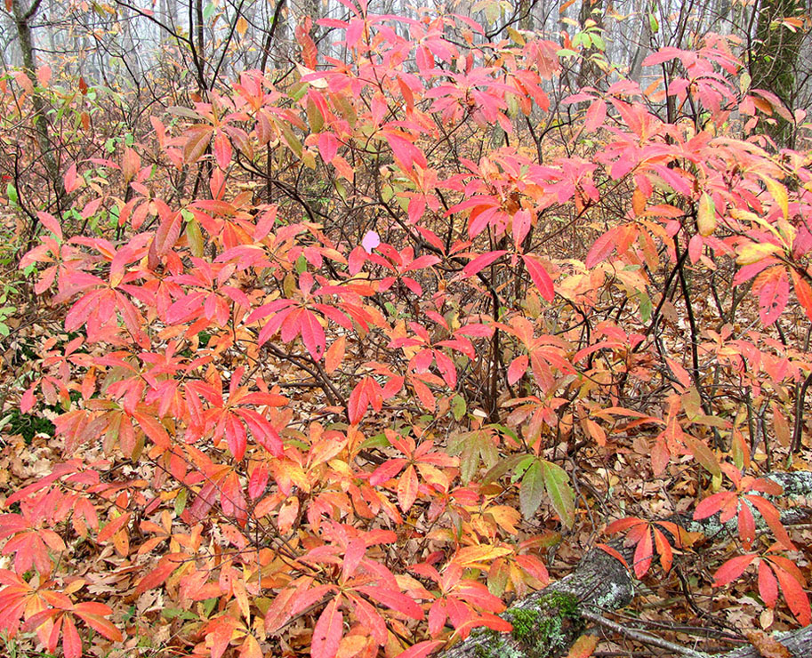 Image of Rhododendron luteum specimen.