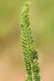Achillea setacea. Лист. Ростовская обл., Неклиновский р-н, Самбекское с/п, дол. р. Самбек. 15.06.2014.