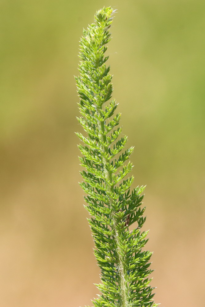 Изображение особи Achillea setacea.