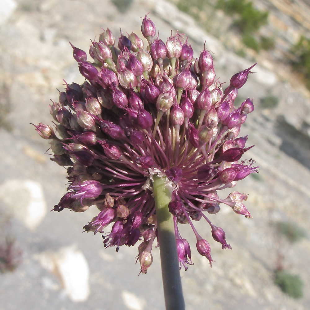 Изображение особи Allium atroviolaceum.