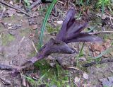 Epipactis purpurata