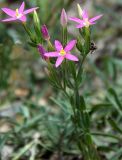 Centaurium pulchellum