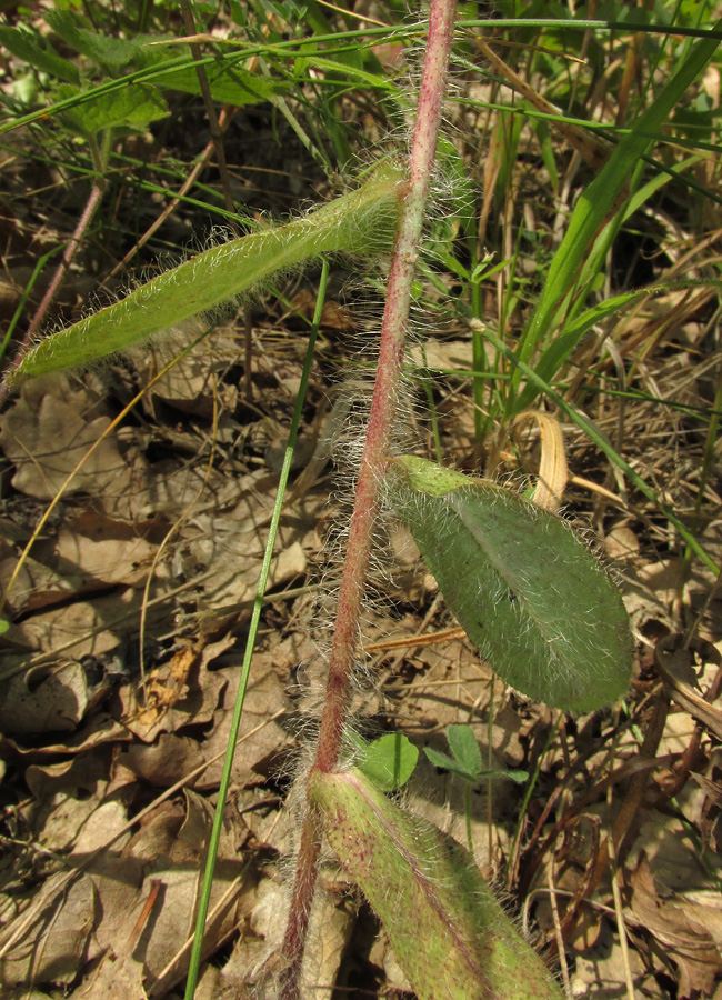 Изображение особи род Hieracium.