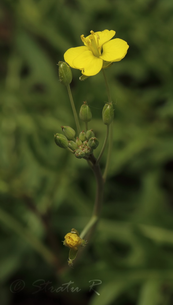 Изображение особи Diplotaxis tenuifolia.