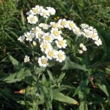 Achillea cartilaginea. Верхушка растения с соцветиями. Мурманская обл., Североморский р-н, пгт Росляково, обочина просёлка. 06.08.2014.