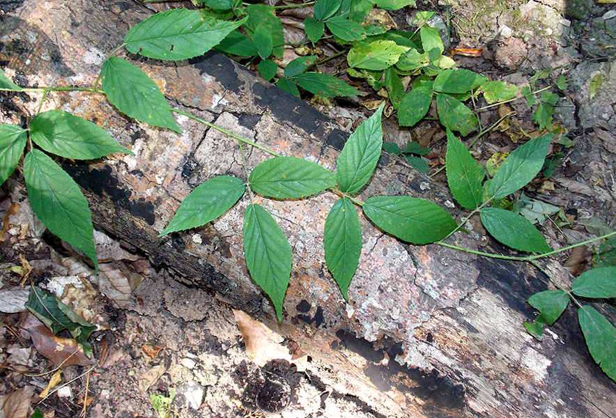 Изображение особи Rubus caucasicus.