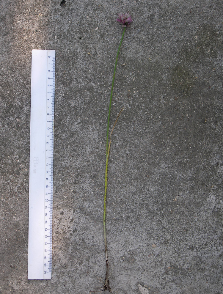 Image of Allium schoenoprasum specimen.