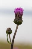 Cirsium heterophyllum