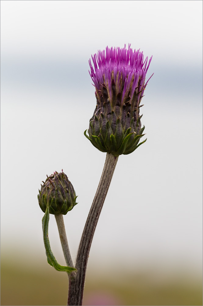 Изображение особи Cirsium heterophyllum.