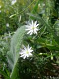 Stellaria graminea. Цветки. Крымский природный заповедник, Бабуган-Яйла. 19.07.2009.