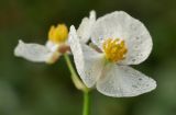 Sagittaria trifolia