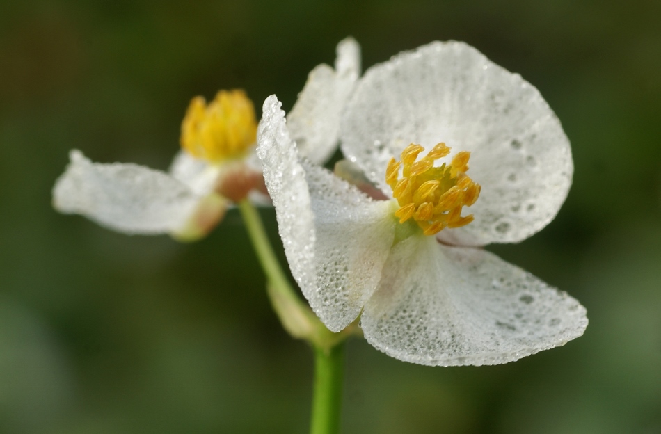 Изображение особи Sagittaria trifolia.