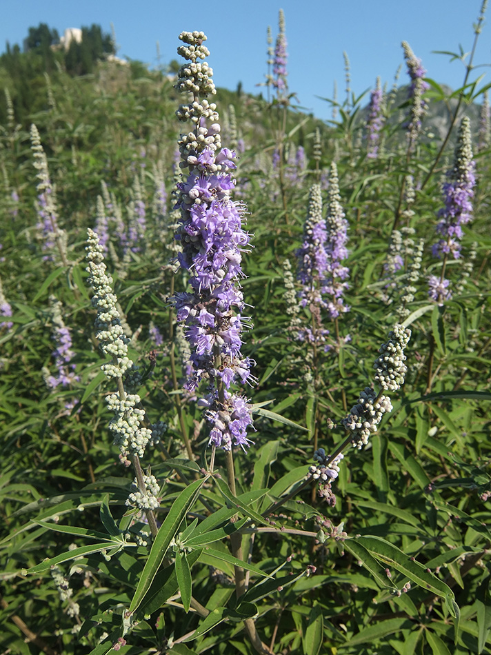 Изображение особи Vitex agnus-castus.