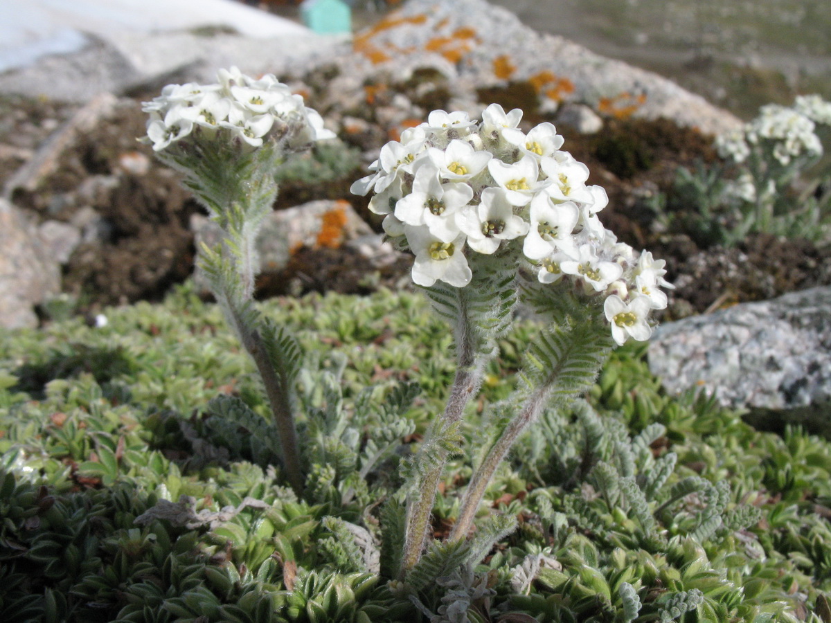 Image of Smelowskia calycina specimen.