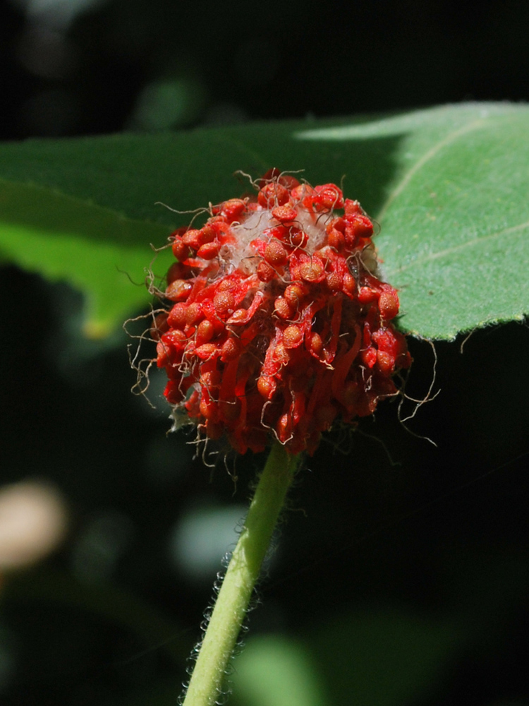 Image of Broussonetia papyrifera specimen.