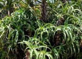 Aloe arborescens. Вегетирующие растения. Франция, Лазурный Берег, Ментона, в культуре. 21.07.2014.
