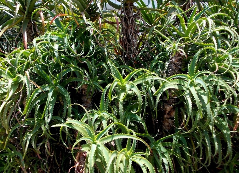 Image of Aloe arborescens specimen.