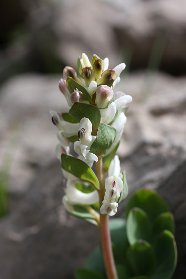 Изображение особи Corydalis ledebouriana.