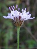 Cephalaria transsylvanica. Соцветие. Крым, Байдарская долина. 3 августа 2009 г.