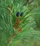 Pinus pumila. Ветвь с молодыми шишками. Бурятия, плато п-ова Святой нос (выс. около 1800 м н.у.м.). 22.07.2009.