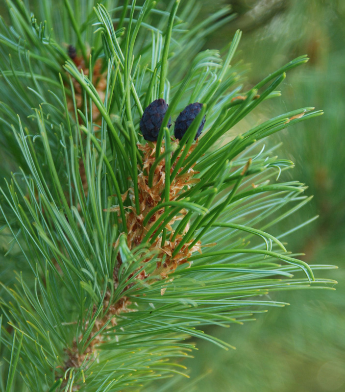 Изображение особи Pinus pumila.