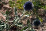 Echinops karatavicus. Верхушка растения с соцветием. Узбекистан, Ташкентская обл., зап. отроги Чаткальского хр., ур. Чимган, Меловой перевал. 25.07.2009.