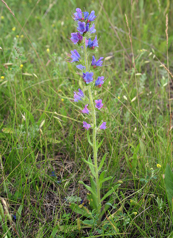 Изображение особи Echium vulgare.