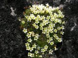 Diapensia obovata. Цветущие растения. Камчатский край, Елизовский район, на горно-луговом склоне, горная тундра, подножье вулкана Авачинская сопка. Июль.