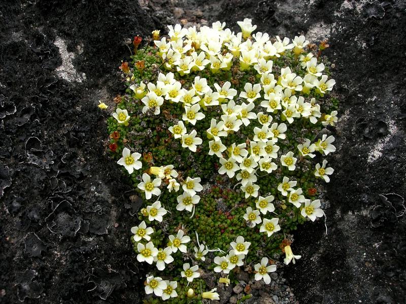 Image of Diapensia obovata specimen.