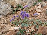 Delphinium caucasicum