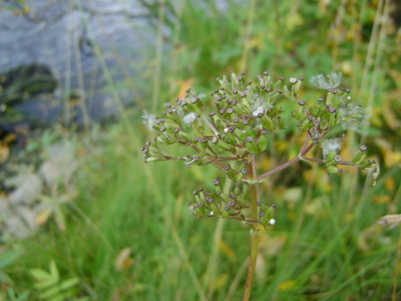 Изображение особи Valeriana sambucifolia.