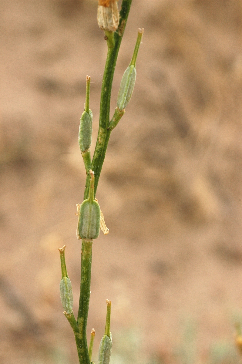 Image of Syrenia montana specimen.