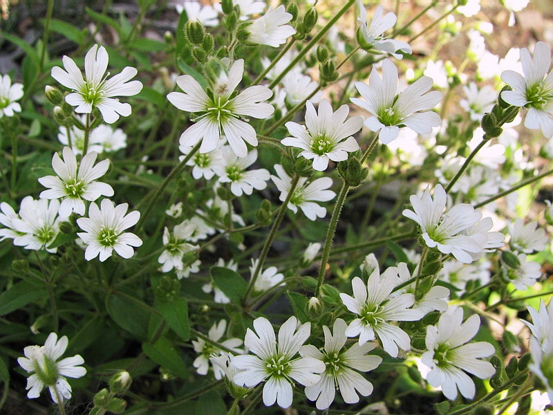 Image of Cerastium subciliatum specimen.