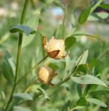 Linum grandiflorum