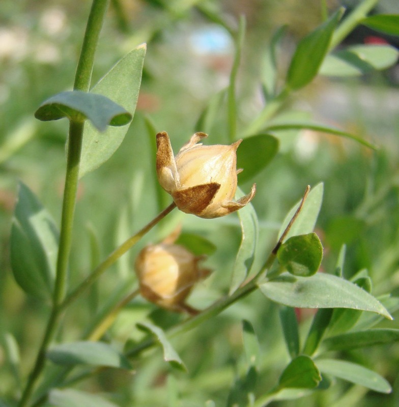 Image of Linum grandiflorum specimen.