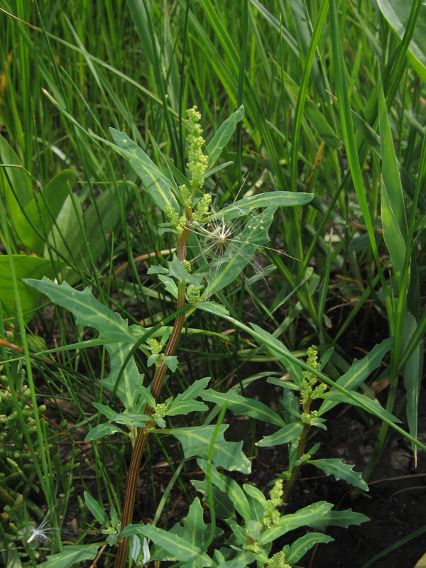 Изображение особи Oxybasis glauca.